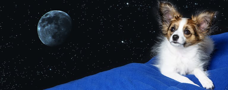 How to Train a Puppy to Not Cry at Night How to Train a Puppy to Not Cry at Night